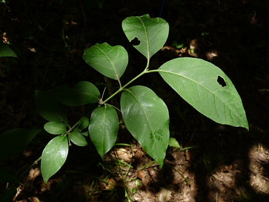 {Euonymus atropurpureus}
